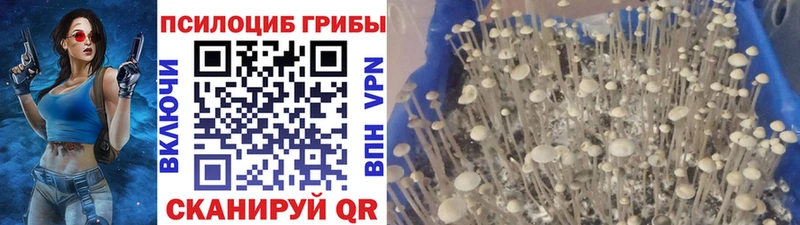 хочу наркоту  МЕГА как войти  Галлюциногенные грибы Magic Shrooms  Сурск 